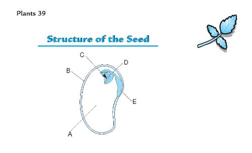 Barron's AP Biology Flash Cards