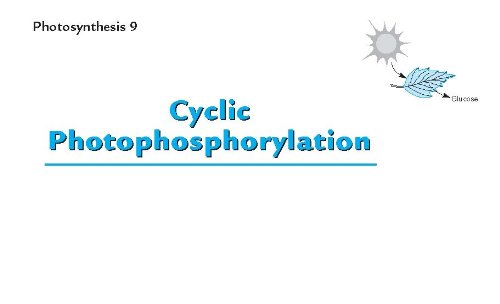 Barron's AP Biology Flash Cards