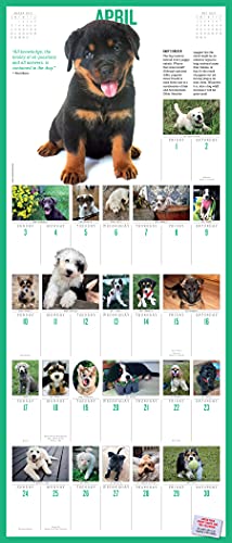 365 Puppies-A-Year Picture-A-Day Wall Calendar 2022: The Most Adorable, Irresistible Puppies.