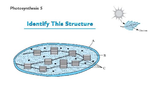 Barron's AP Biology Flash Cards