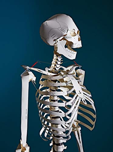 Build Your Own Human Skeleton – Life Size!