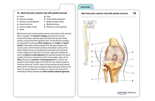 Anatomy Flashcards