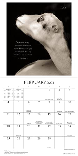 I Am Goat 2024 Wall Calendar: Animal Portrait Photography by Kevin Horan and Wisdom From Nature's Philosophers | 12" x 24" Open | Amber Lotus Publishing