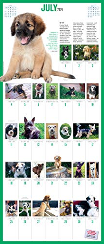 365 Puppies-A-Year Picture-A-Day Wall Calendar 2021