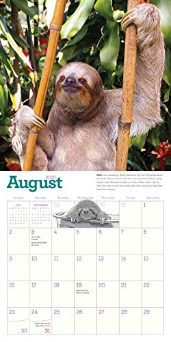 Original Sloths Wall Calendar 2020