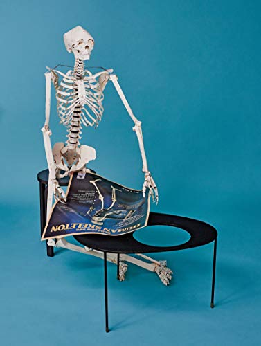 Build Your Own Human Skeleton – Life Size!