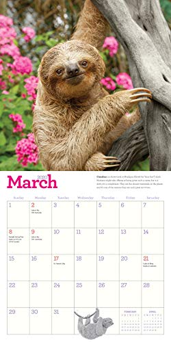 Original Sloths Wall Calendar 2020