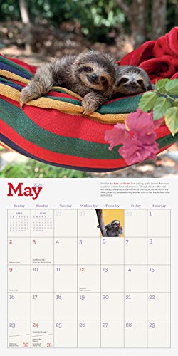 Original Sloths Wall Calendar 2021