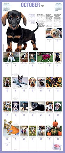 365 Puppies-A-Year Picture-A-Day Wall Calendar 2021