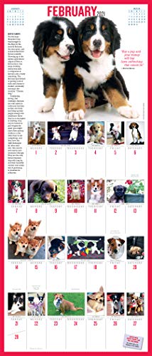 365 Puppies-A-Year Picture-A-Day Wall Calendar 2021