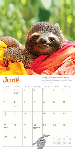 Original Sloths Wall Calendar 2020