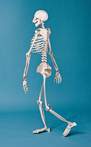 Build Your Own Human Skeleton – Life Size!