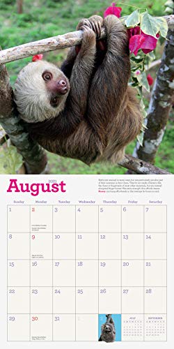 Original Sloths Wall Calendar 2021