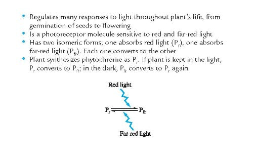 Barron's AP Biology Flash Cards