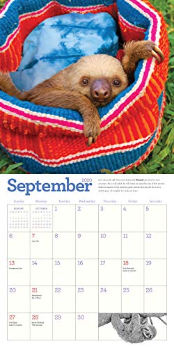 Original Sloths Wall Calendar 2020