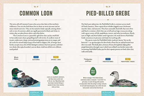 Celebrating Birds: An Interactive Field Guide Featuring Art from Wingspan