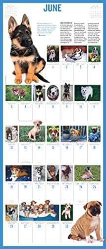 365 Puppies-A-Year Picture-A-Day Wall Calendar 2022: The Most Adorable, Irresistible Puppies.