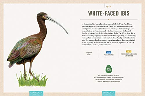 Celebrating Birds: An Interactive Field Guide Featuring Art from Wingspan