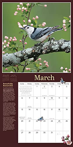 Audubon Birds in the Garden Wall Calendar 2022