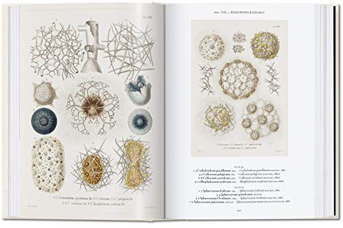 The Art and Science of Ernst Haeckel. 40th Ed.