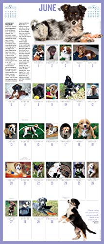 365 Puppies-A-Year Picture-A-Day Wall Calendar 2021