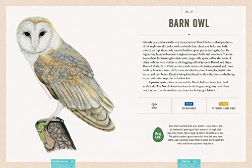 Celebrating Birds: An Interactive Field Guide Featuring Art from Wingspan