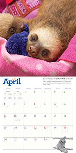 Original Sloths Wall Calendar 2020