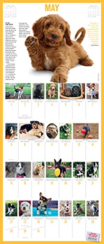 365 Puppies-A-Year Picture-A-Day Wall Calendar 2022: The Most Adorable, Irresistible Puppies.