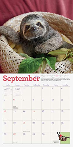 Original Sloths Wall Calendar 2021