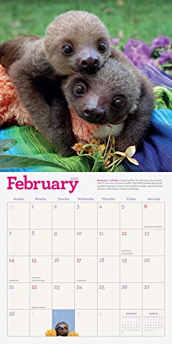 Original Sloths Wall Calendar 2021