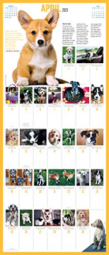 365 Puppies-A-Year Picture-A-Day Wall Calendar 2021