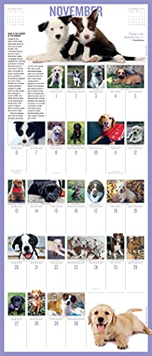 365 Puppies-A-Year Picture-A-Day Wall Calendar 2022: The Most Adorable, Irresistible Puppies.