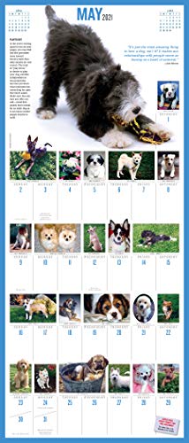 365 Puppies-A-Year Picture-A-Day Wall Calendar 2021