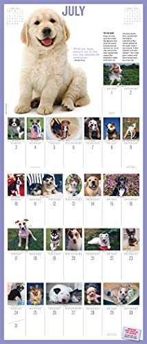 365 Puppies-A-Year Picture-A-Day Wall Calendar 2022: The Most Adorable, Irresistible Puppies.