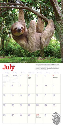 Original Sloths Wall Calendar 2020