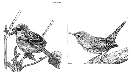 Slow Birding: The Art and Science of Enjoying the Birds in Your Own Backyard