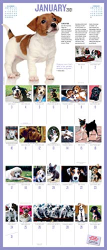 365 Puppies-A-Year Picture-A-Day Wall Calendar 2021