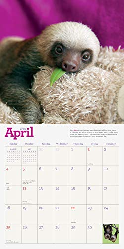 Original Sloths Wall Calendar 2021