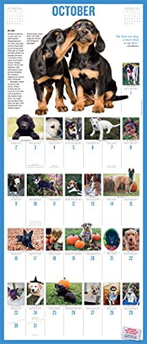 365 Puppies-A-Year Picture-A-Day Wall Calendar 2022: The Most Adorable, Irresistible Puppies.