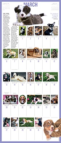 365 Puppies-A-Year Picture-A-Day Wall Calendar 2022: The Most Adorable, Irresistible Puppies.