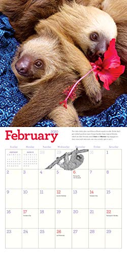 Original Sloths Wall Calendar 2020