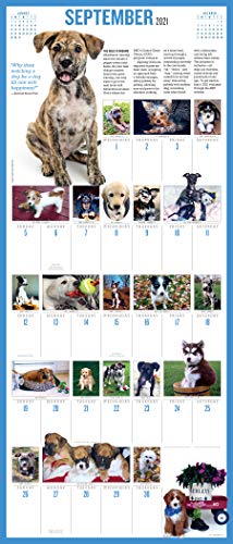 365 Puppies-A-Year Picture-A-Day Wall Calendar 2021