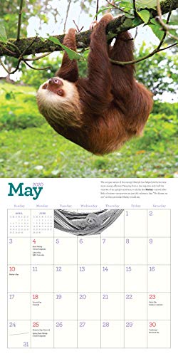 Original Sloths Wall Calendar 2020