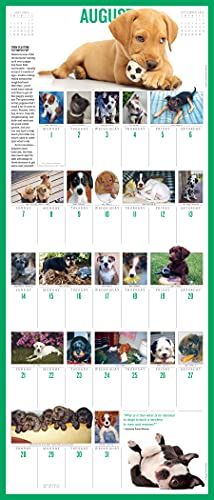 365 Puppies-A-Year Picture-A-Day Wall Calendar 2022: The Most Adorable, Irresistible Puppies.