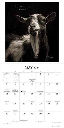 I Am Goat 2024 Wall Calendar: Animal Portrait Photography by Kevin Horan and Wisdom From Nature's Philosophers | 12" x 24" Open | Amber Lotus Publishing