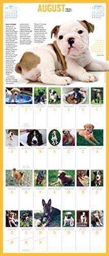 365 Puppies-A-Year Picture-A-Day Wall Calendar 2021