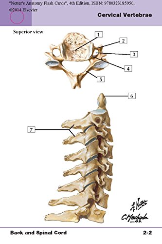 Netter's Anatomy Flash Cards: with Online Student Consult Access (Netter Basic Science)