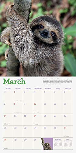 Original Sloths Wall Calendar 2021