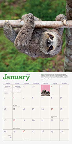 Original Sloths Wall Calendar 2021