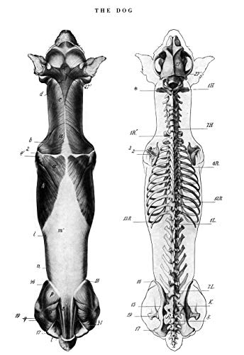 An Atlas of Animal Anatomy for Artists (Dover Anatomy for Artists)